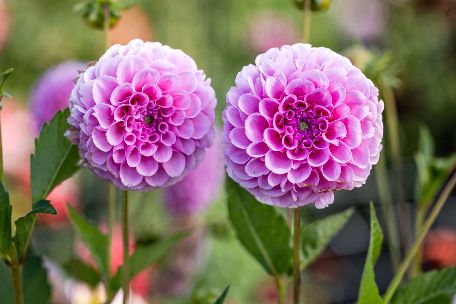 Dahlie 'Stolze Von Berlin'